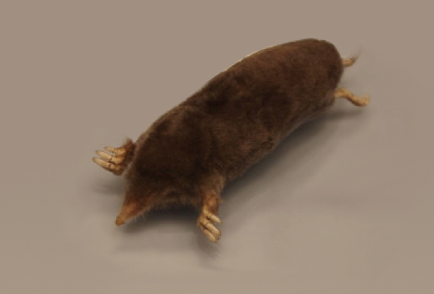 尖阁鼹鼠