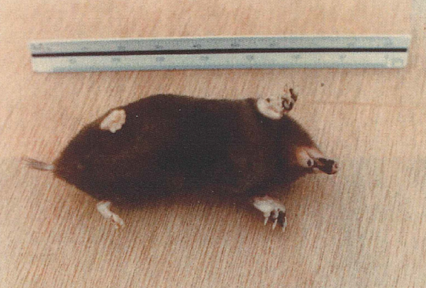 尖阁鼹鼠