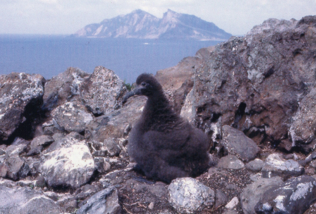 Diomedea albutrus. Chick (Kitakojima Island)