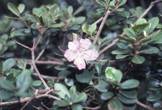 Rhododendron simsiivar. tawadae