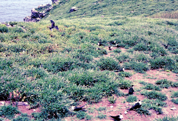 Sterna fuscata nubilosa. Nesting site (Kitakojima Island)
