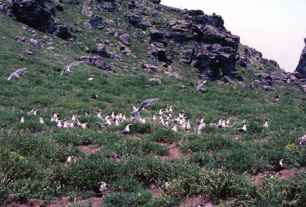 Greater crested tern colony (Kitakojima Island)