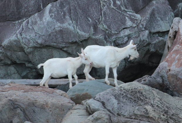 An adult goat and kid walking over the rocky areas on the eastern side of the island.