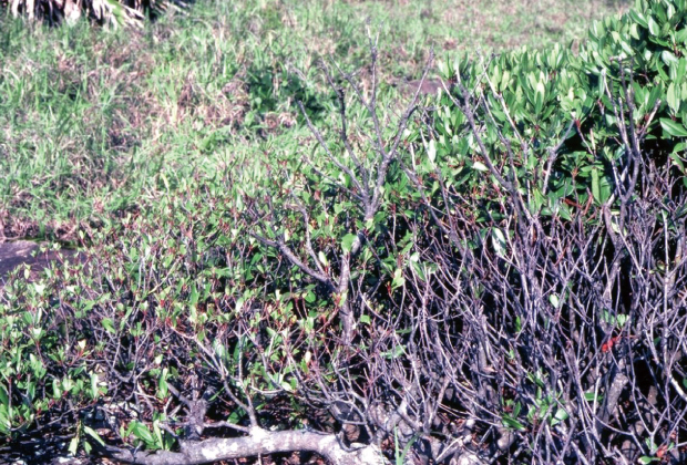 Feeding damage to plants, observed during the survey conducted in 1979 